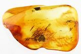 Detailed Fossil Parasitoid Wasp (Diapriidae) In Baltic Amber #330601-1